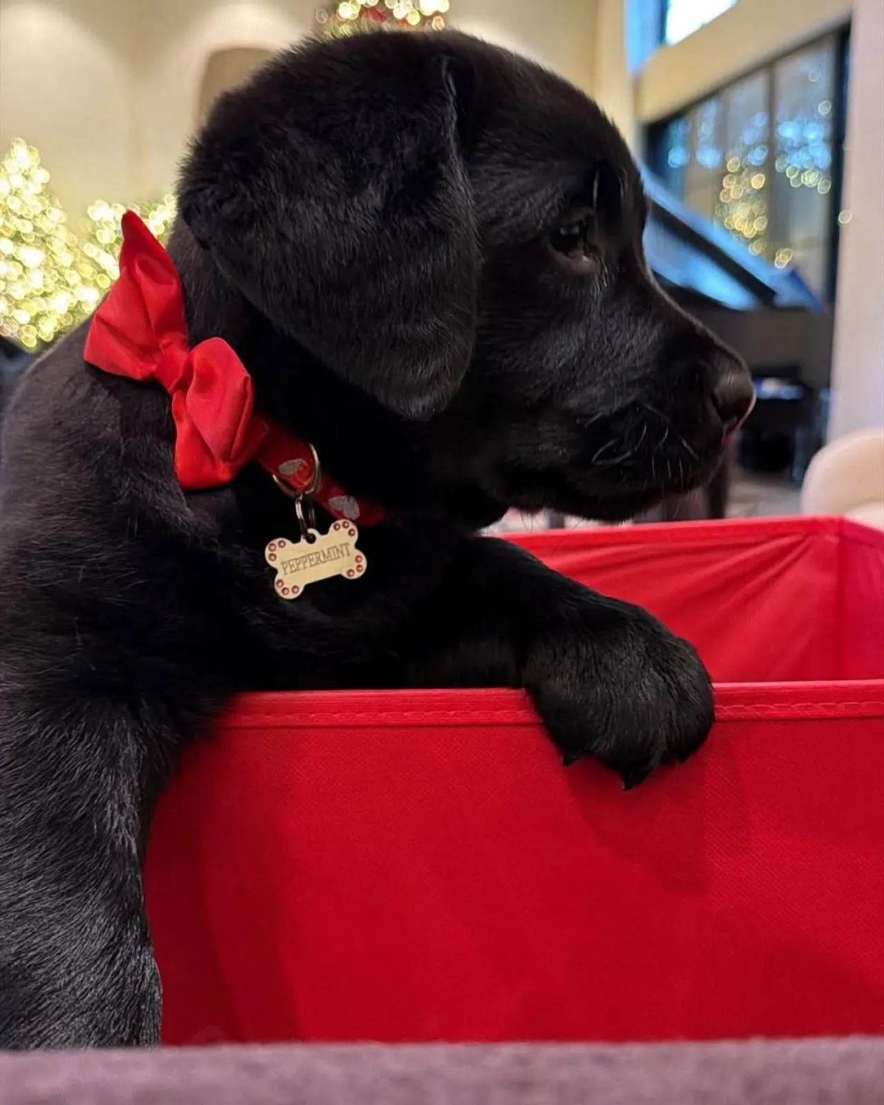 Khloé Kardashian Welcomes New Puppy Peppermint in Adorable Holiday Reveal